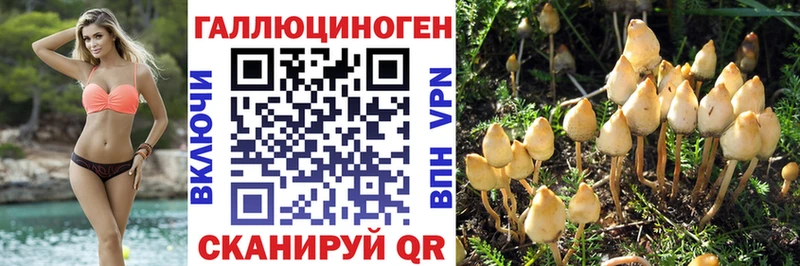 Купить закладки  Калининск  Галлюциногенные грибы Psilocybe 